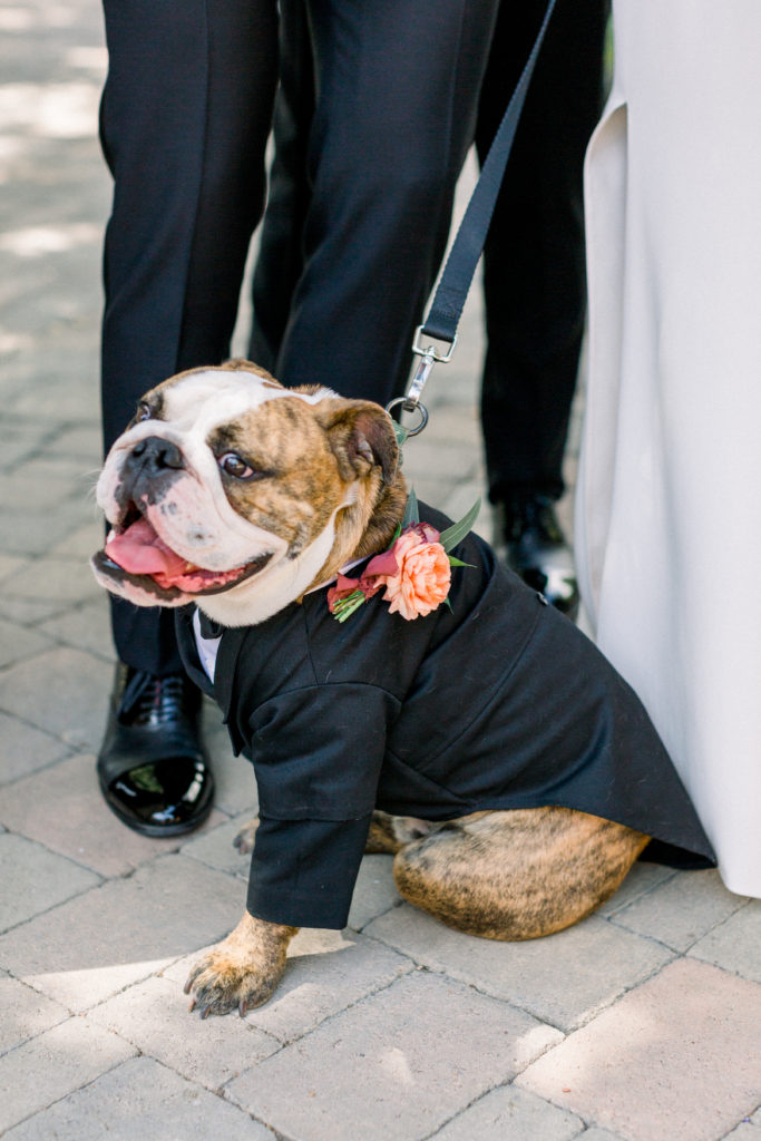 Maravilla Gardens Wedding, wedding party portraits with ring dog in tuxedo