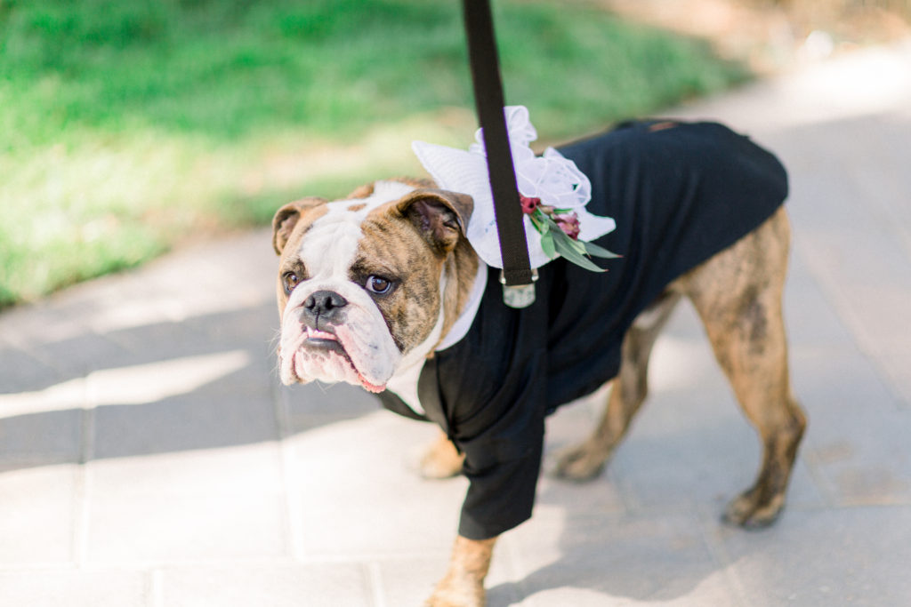 Maravilla Gardens Wedding ceremony, ring dog