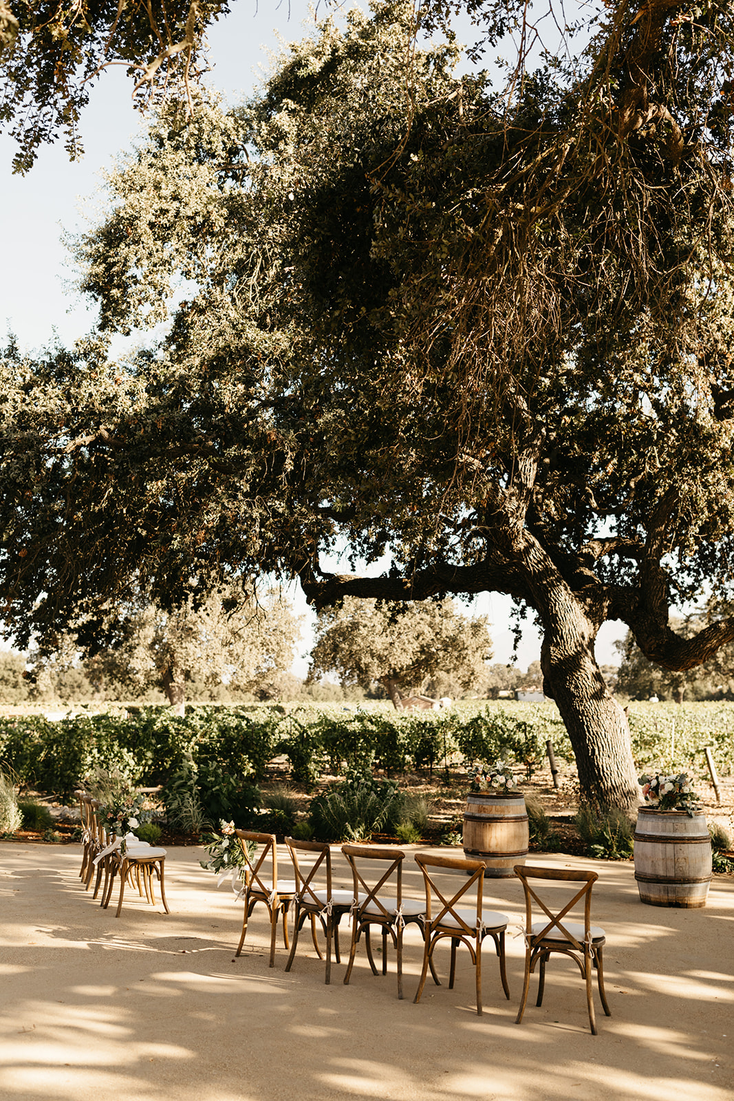 An intimate vineyard wedding ceremony at Roblar winery with 10 cross back chairs
