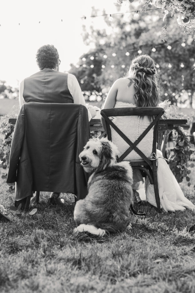 family dog looks at camera during wedding reception