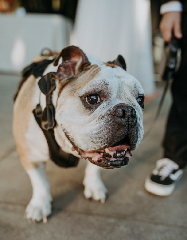 bull dog with bowtie