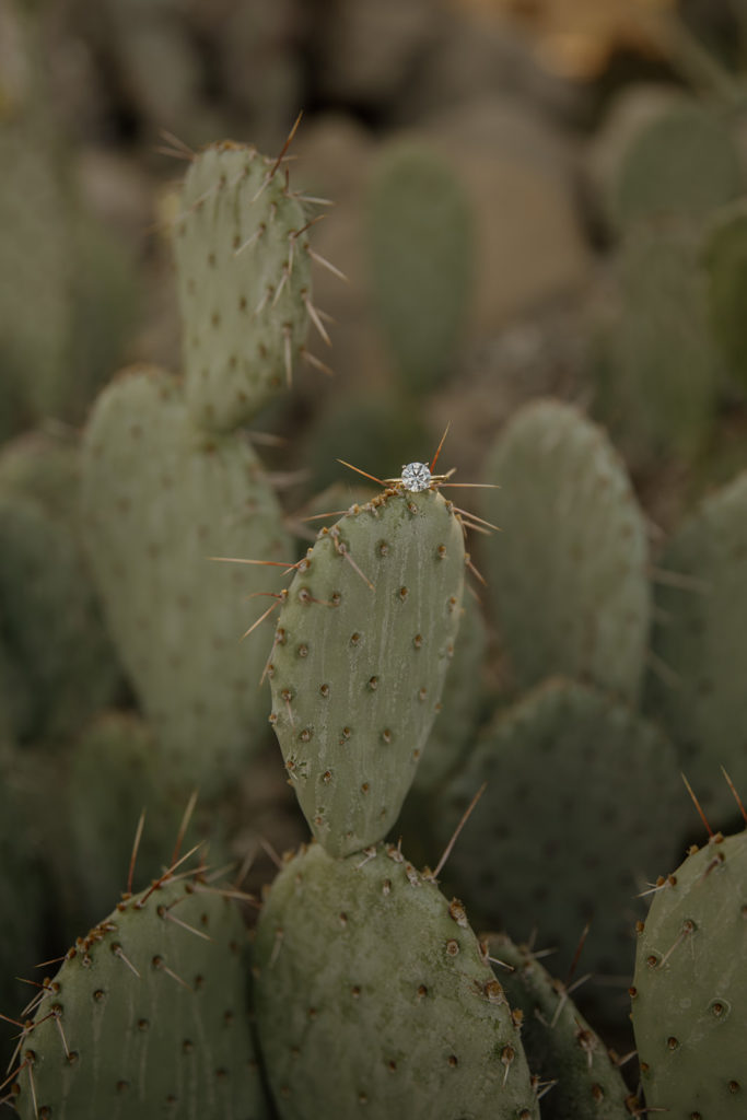 engagement ring on cactus in desert