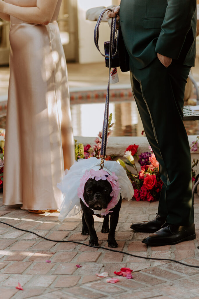groomsman holding dog in white dress during colorful wedding ceremony in front of fountain at Villa Royal Palm Springs